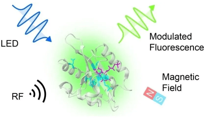 量子与生物分子相互作用示意图。