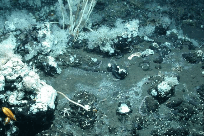 墨西哥湾南部的烃类渗漏点释放出一种粘稠的石油，类似于沥青。烃类是微生物的能量来源，而微生物生物质反过来又为包括管虫、贻贝、螃蟹和虾在内的多种生物群落提供食物。