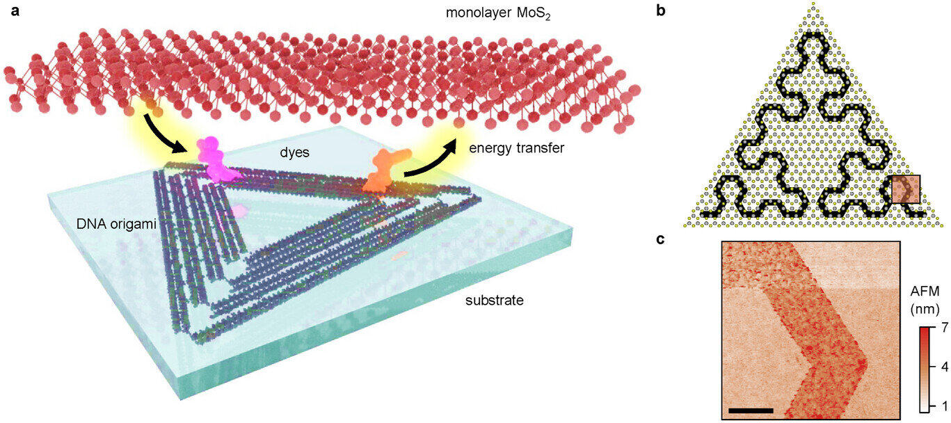 所得杂化材料的层状结构如图 (a) 所示,最底层为二氧化硅基底,其上覆盖有DNA折纸结构(三角形),该结构上带有有机染料分子(粉色和橙色斑点),这些染料分子与二维二硫化钼层足够接近,可以与其进行能量交换;图 (b) 和 (c) 展示了DNA折纸图案。