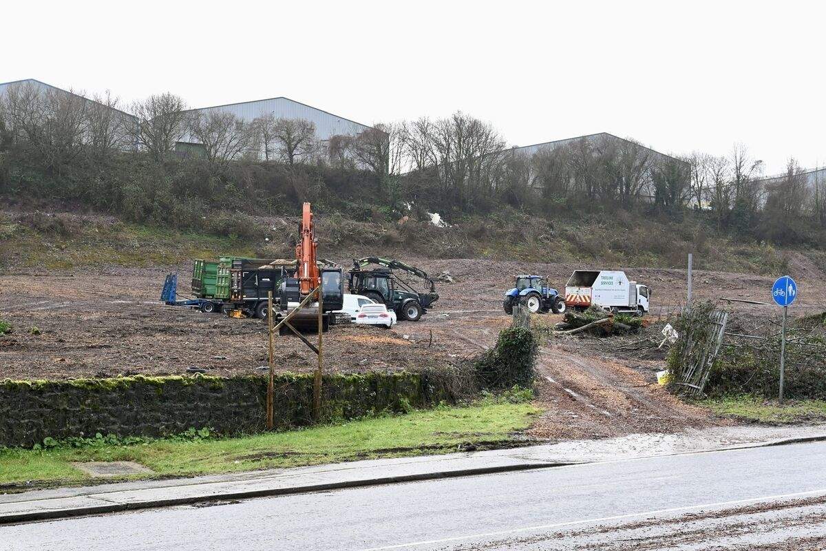 承包商 Noel Kelleher Tree Care & Site Clearance 正在现场清理树木