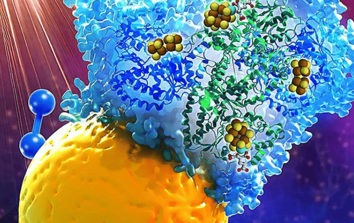 图中展示了在电子传递过程中硫化镉量子点(黄色球)和钼铁蛋白(蓝色带)之间的模型复合体,这导致了氨转