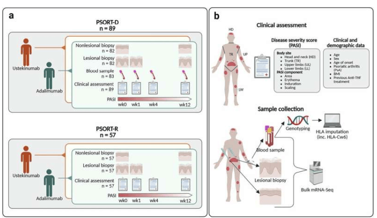 研究设计摘要，包括患者招募、样本采集和分析方法。