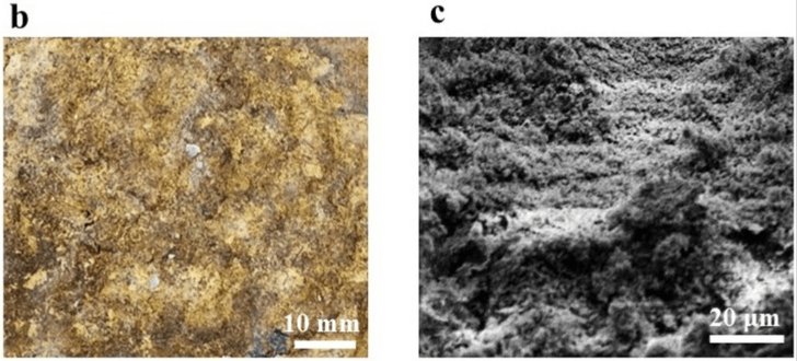 床垫废料处理前后的影像和显微分析。(b) 由回收床垫废料制成的菌丝体基生物复合材料的光学图像；(c) 菌丝体基生物复合材料的扫描电镜图像。