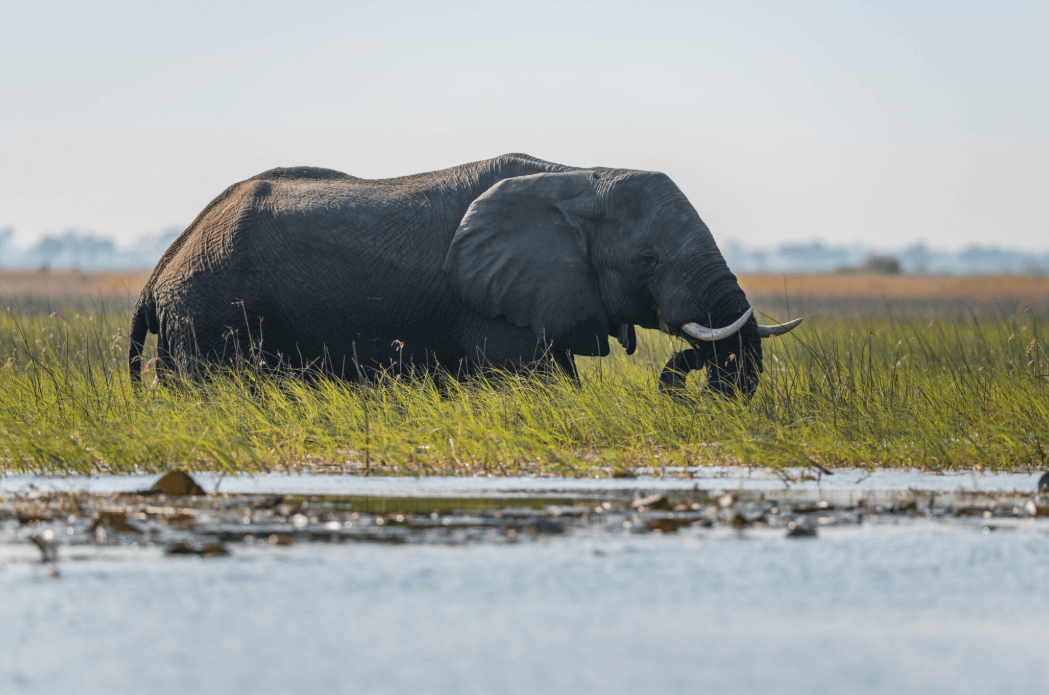 一头非洲象正穿过安哥拉的宽多河。