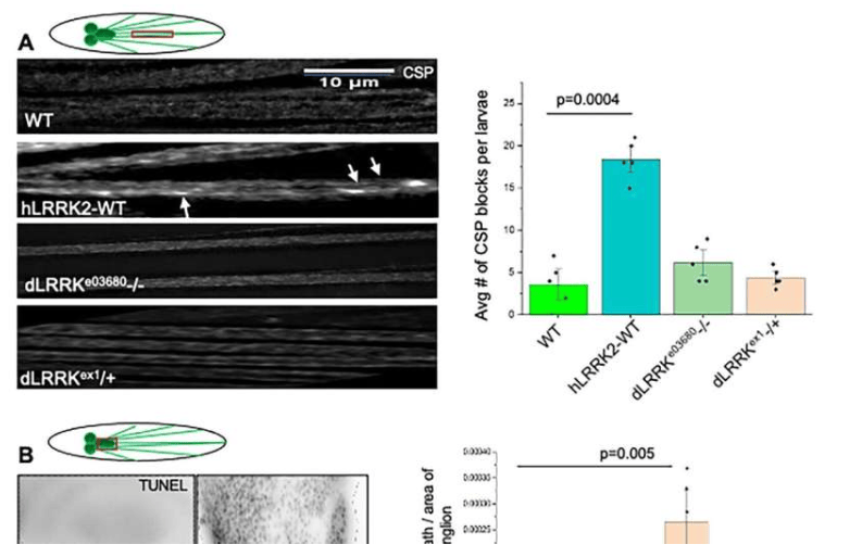 果蝇LRRK的消失或减少不会影响轴突运输，但过量的人LRRK会干扰运输，导致轴突阻塞。