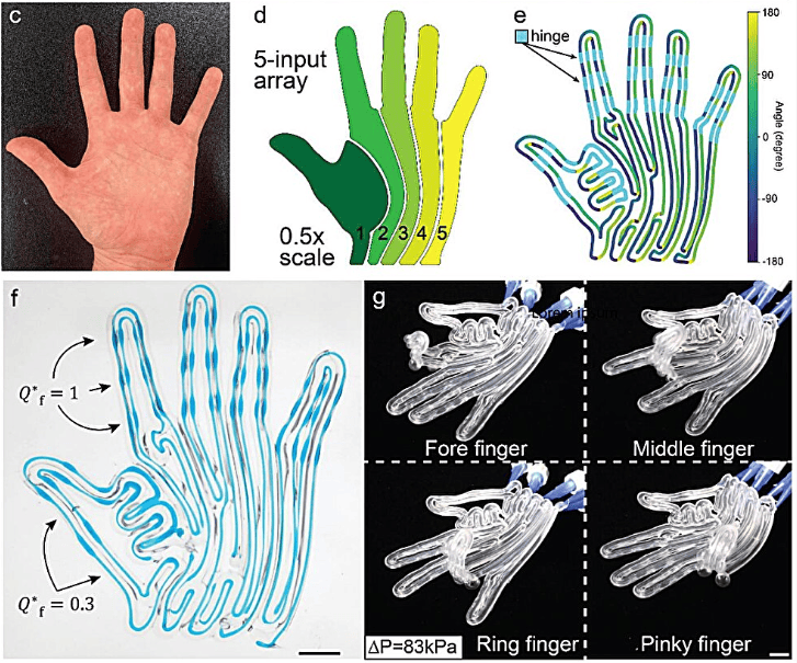 基于图像的打印路径规划用于生成复杂的软体机器人材料。