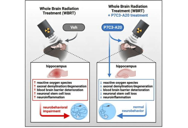 来自凯斯西储大学和路易斯·斯托克斯克利夫兰退伍军人医疗中心的研究团队发现，一种实验性神经保护药物P7C3-A20可能保护大脑免受WBRT的这些有害副作用。