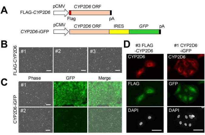 建立并鉴定FLAG-CYP2D6和CYP2D6-iGFP未分化肝细胞。