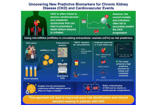 本研究找到了一种实用的微创工具，可以准确评估慢性肾病心血管并发症的风险。