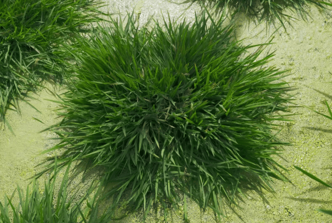 中国科学家培育的多年生“长寿水稻”