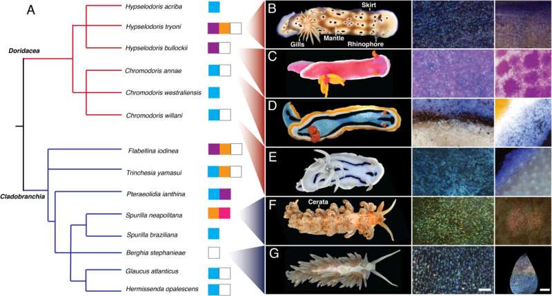 Nudibranchs create their patterns by arranging colorful microscopic dots similar to Impressionist paintings