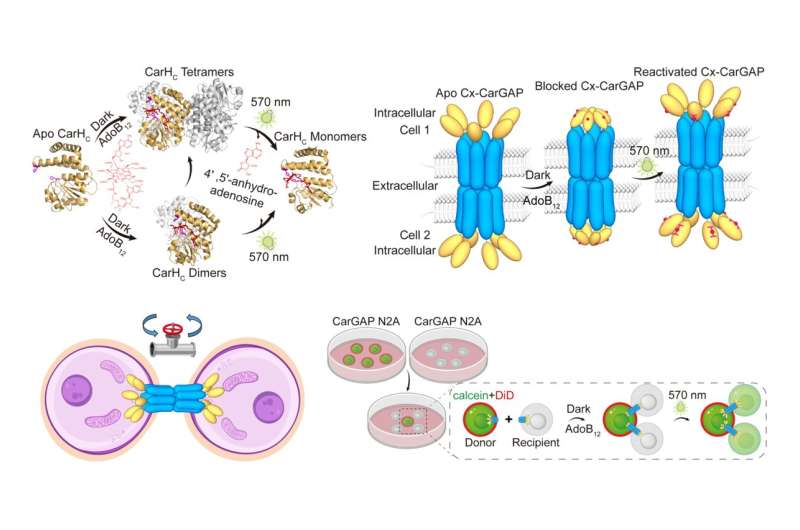 HKUST engineers develop CarGAP, a vitamin B₁₂ and light-controlled molecular valve to precisely regulate cell communication