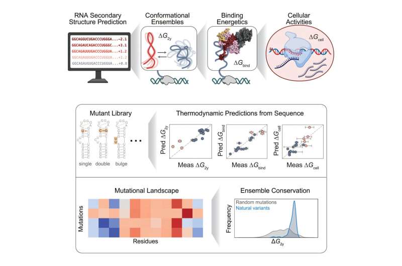 预测RNA活性拓展治疗可能性