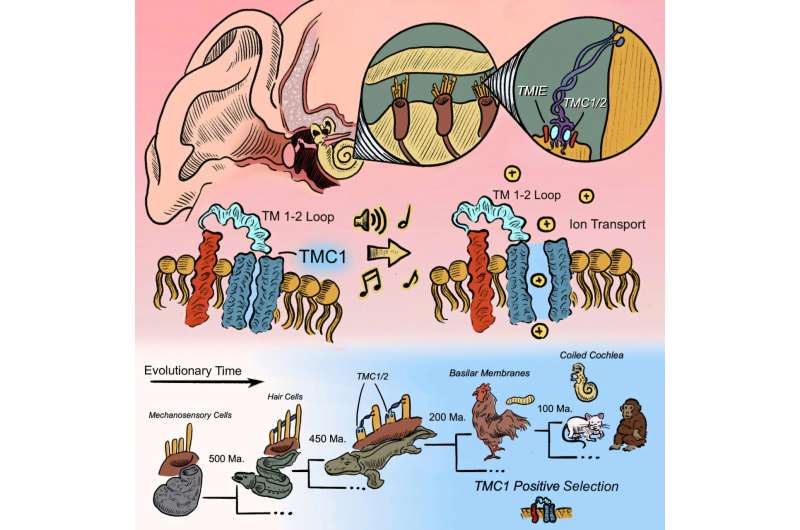Hearing research traces evolution of key inner ear protein