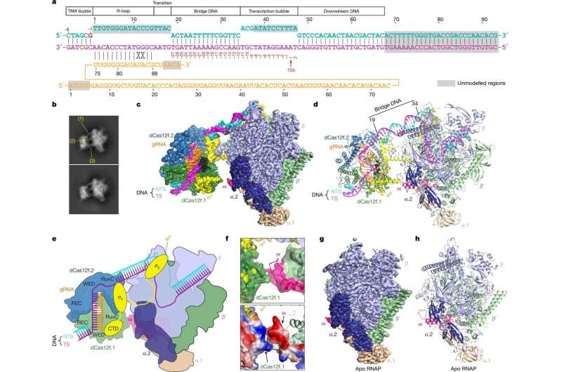 RNA-guided CRISPR system activates gene expression