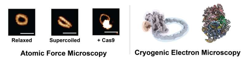 DNA形状解释基因治疗关键挑战