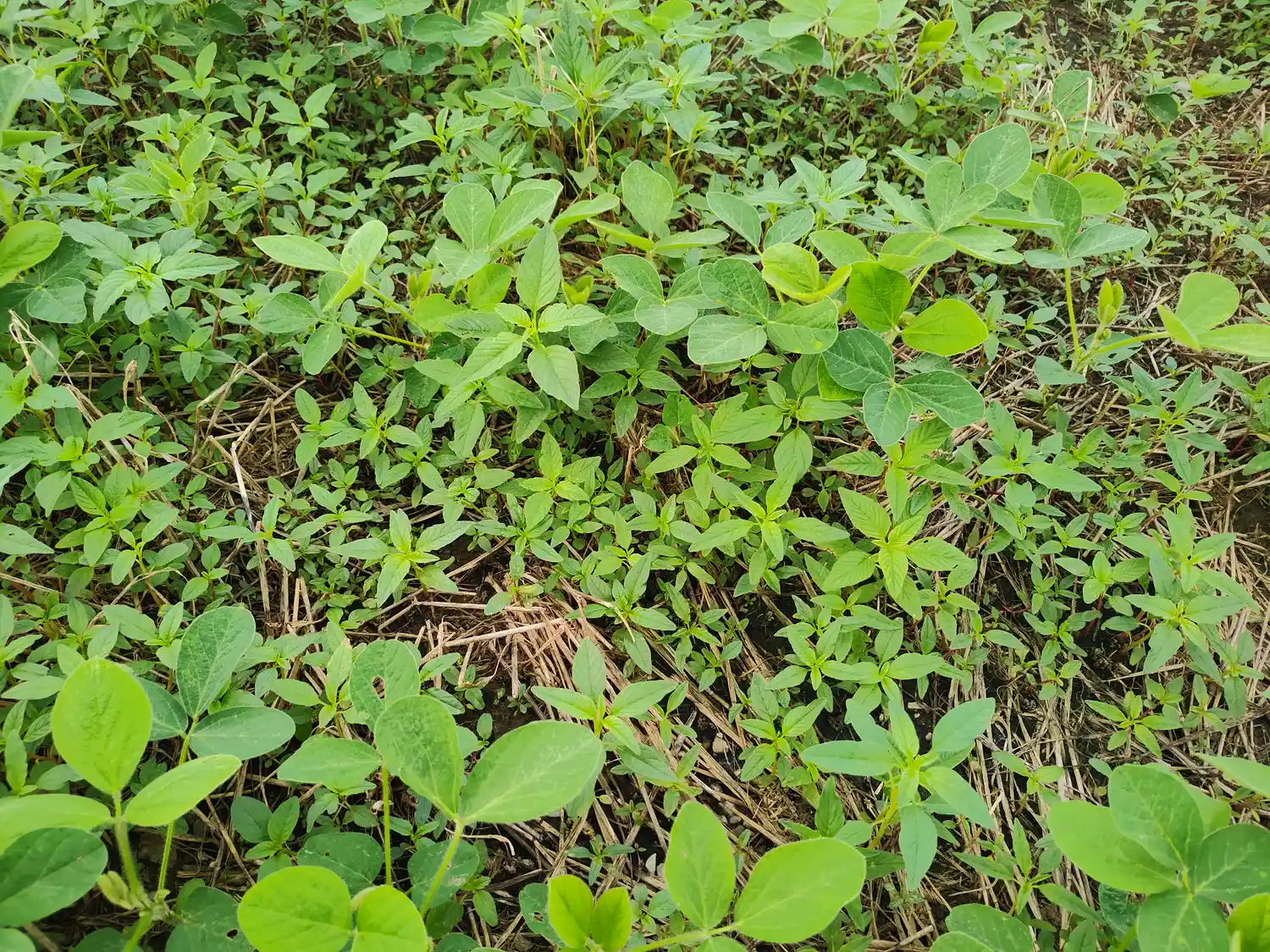 waterhemp seedlings growing with soybeans
