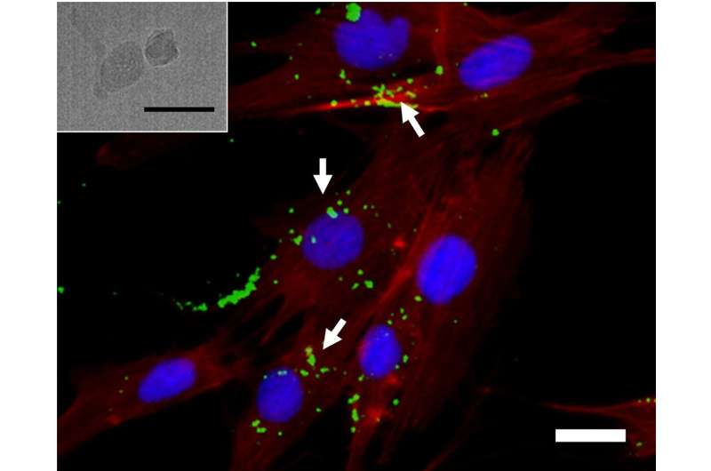 Customized carrier systems