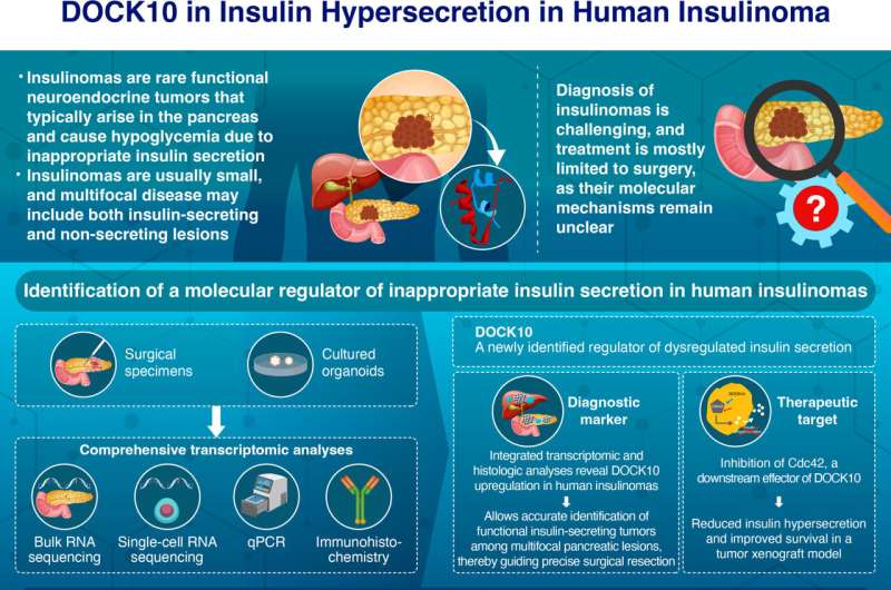 对导致低血糖的罕见胰腺肿瘤的新见解