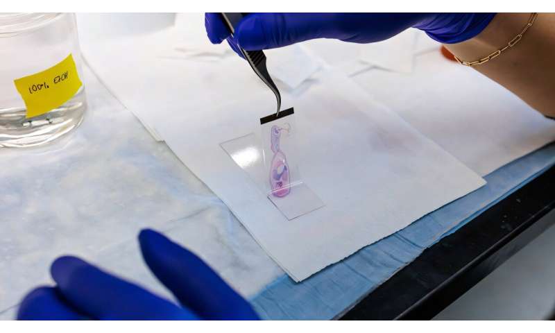 New technique reveals body-wide cellular processes