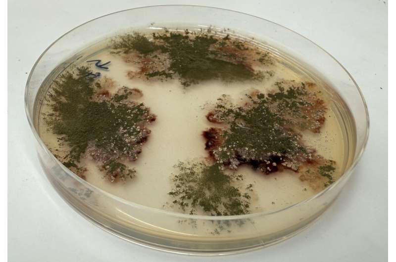 从工程化真菌分子到药物先导：化学-生物混合合成助力抗寄生虫药物发现
