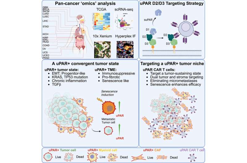 Cell surface protein uPAR may hold the key to targeting solid tumors with car t cell therapy