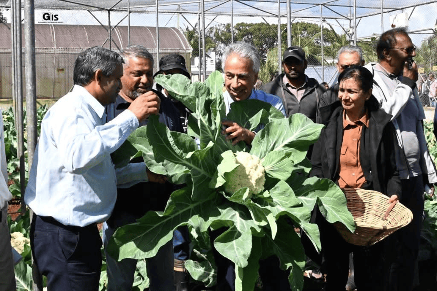 国际原子能机构通过粮农组织/原子能机构粮食和农业核技术联合中心支持毛里求斯科学家利用辐射诱导植物育种开发抗黑腐病的花椰菜品种，以减少农药使用并加强毛里求斯的粮食安全。（照片：FAREI）。