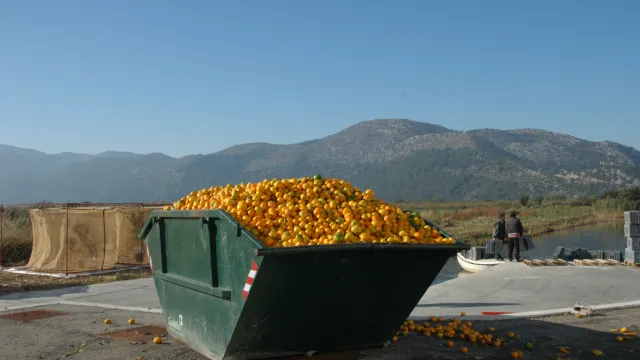 在克罗地亚奥普曾的一个包装厂，出口水果筛选过程中剔除的低质量和受损的柑橘。(Photo. R. Cardoso-Pereira/FAO-IAEA).