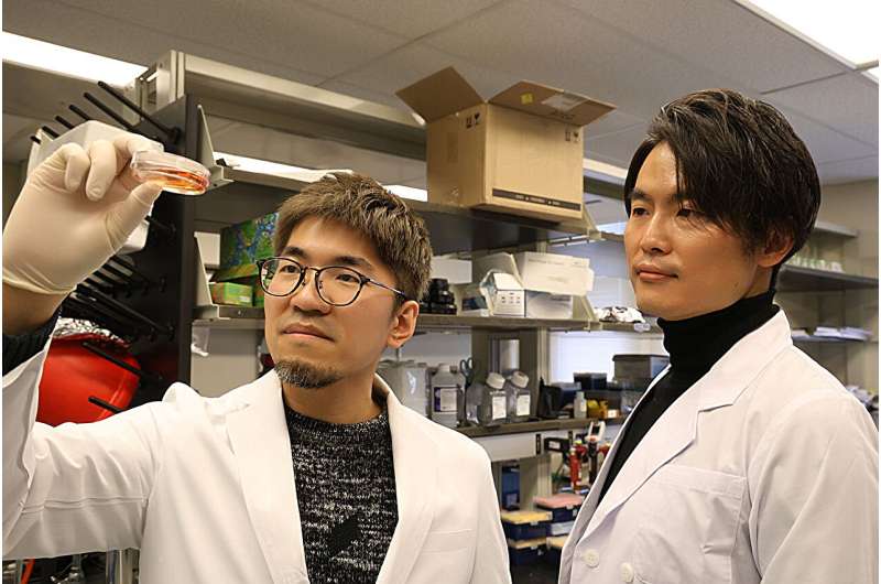 Stress tested, testing stress: Novel organoid models how the adrenal gland develops