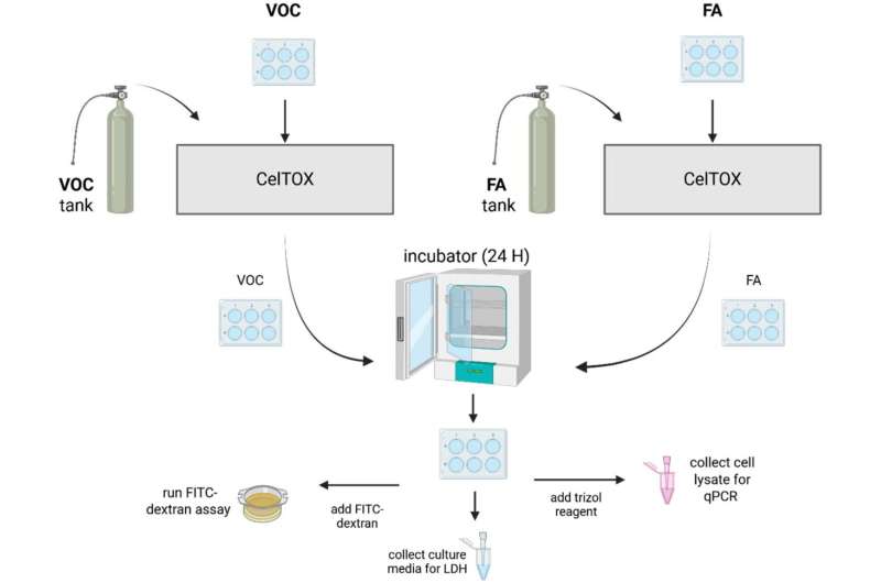 A faster, more accurate test for airborne chemical risk to human lungs