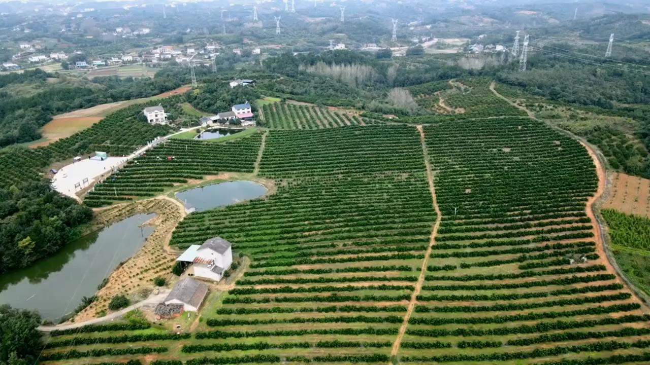 柑橘从种植到收获需投入大量的人工劳动力，而且劳动强度较大，劳动效率低，生产成本高，影响柑橘产业的经济效益。在此背景下，推广应用柑橘全程机械化种植技术具有重要意义。