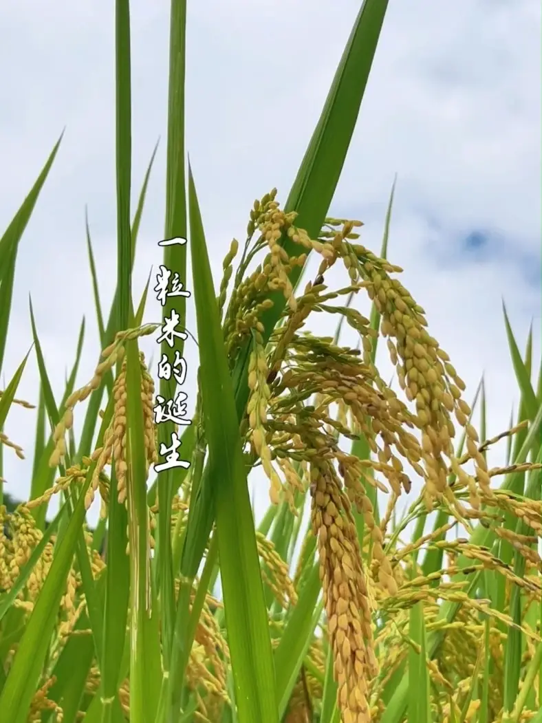 一粒米的诞生，看完才懂农民是有多辛苦。 #三农 #粮食 #水稻