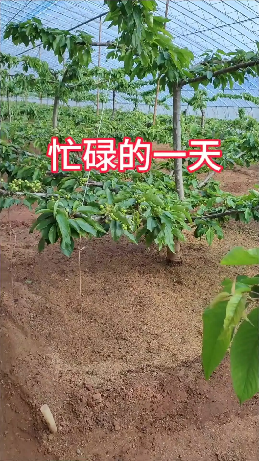#自家果园 #绿色生态农业 #农村果园 #大樱桃种植管理