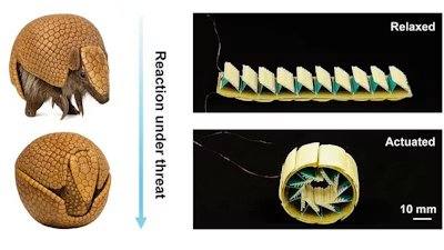 Researchers drew inspiration from armadillos to create a protective structure that responds to external threats by curling into a protective ball, safeguarding electronics or other payloads. The structure is designed to automatically respond upon detecting strain and can be adjusted as needed to react to various situations, from gentle touches to violent impacts.