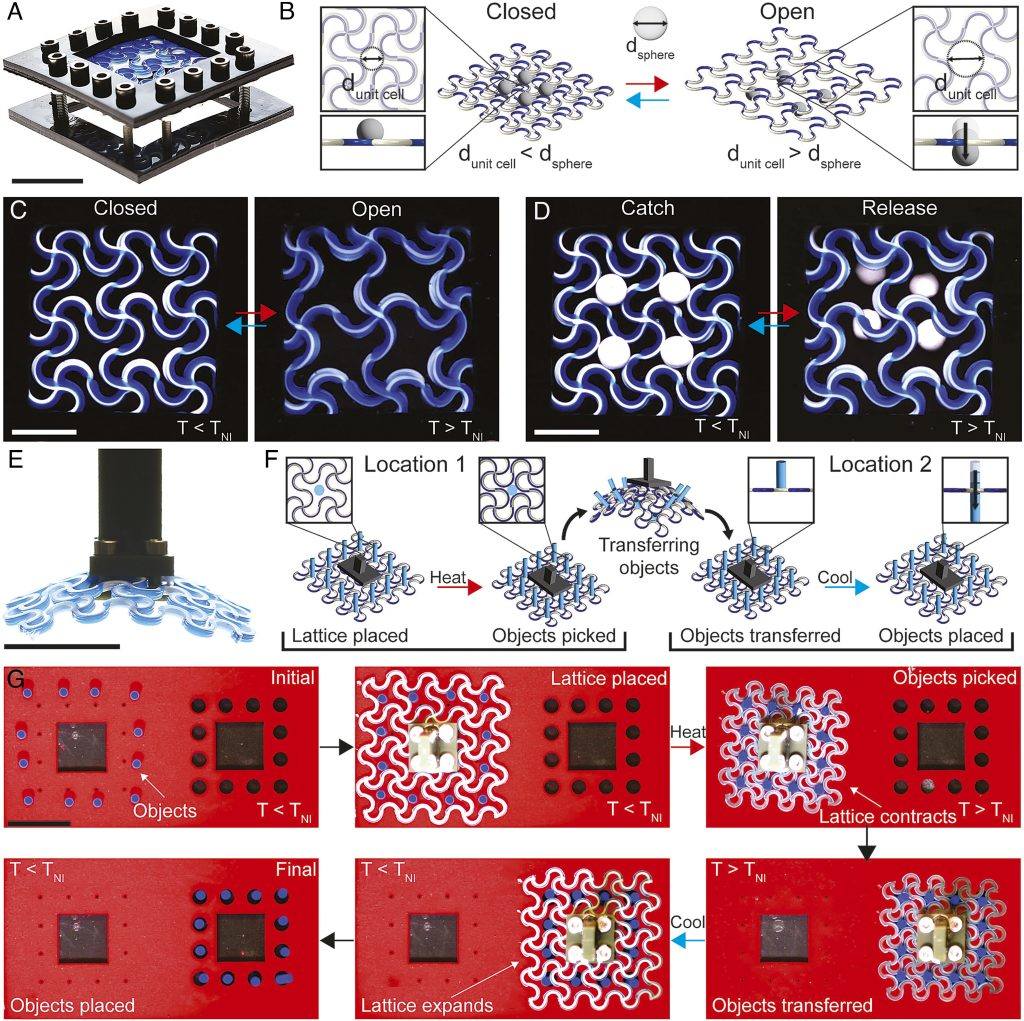 Aktiv-Passiv-Gitter zur Filterung und zum Greifen von Objekten. Bild mit freundlicher Genehmigung von Mustafa K. Abdelrahman et al., Proceedings of the National Academy of Sciences.