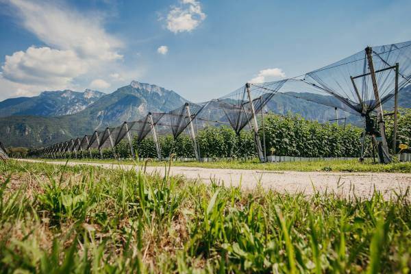 Fall Creek приобретает Berryplant и Berrytech, расширяя деятельность за пределы голубики