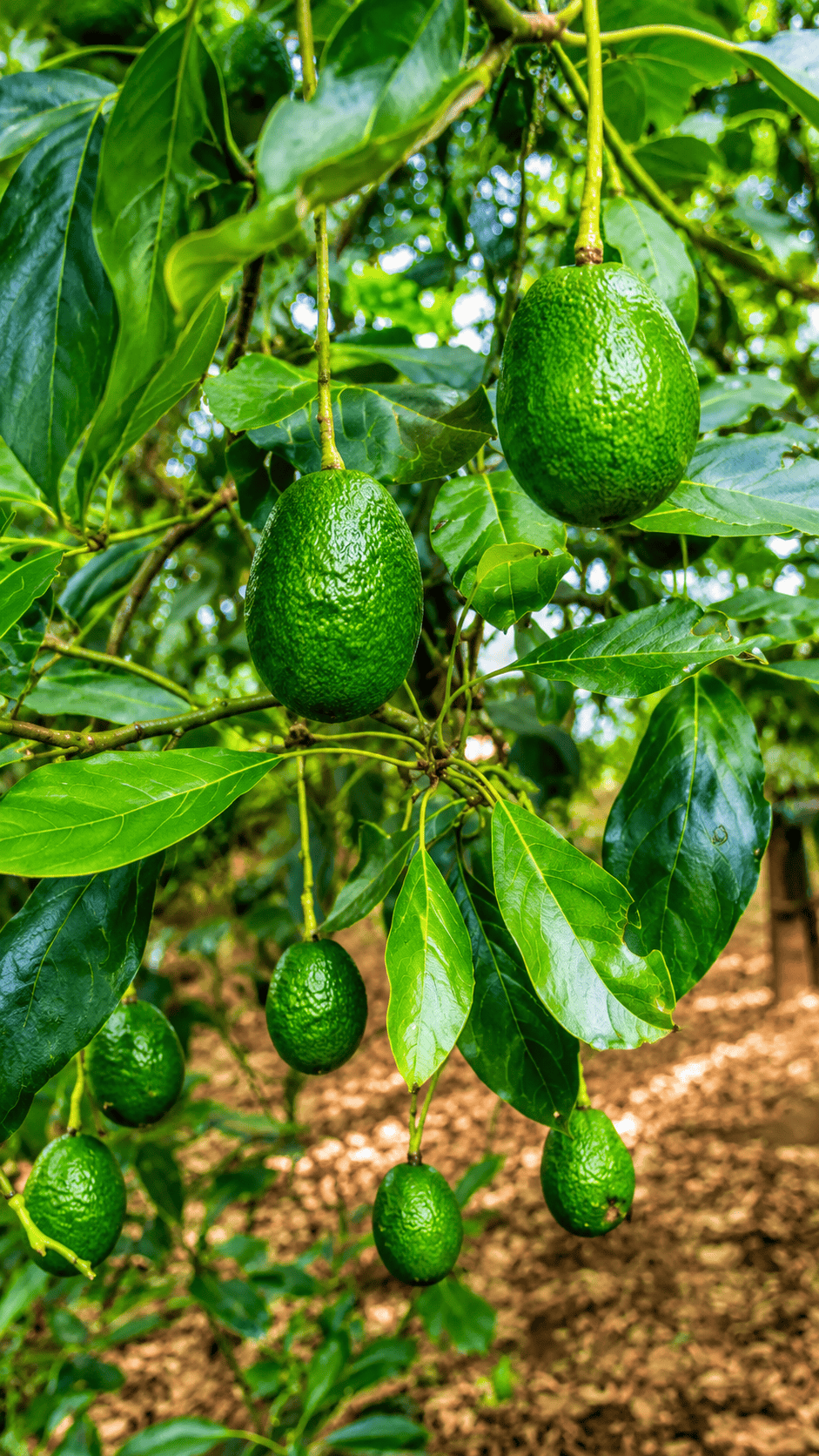 Fertirrigación 3ra etapa crecimiento y desarrollo del fruto #fertirriego #el_agronomo_sawyer