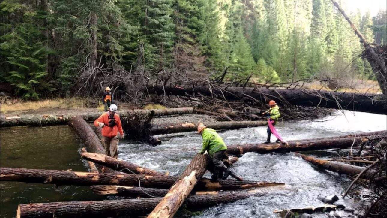 Biologen verwenden pinkfarbene und blaue Signalbänder, um dem Hubschrauberpiloten die genaue Position für die Ablage der Stämme anzuzeigen. Am Little Naches River müssen 1.000 Stämme platziert werden.