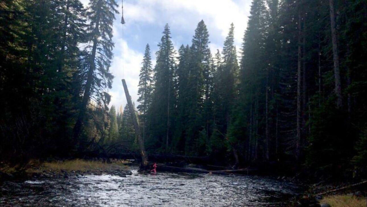 Ein Baumstamm wird in den Little Naches River eingebracht.