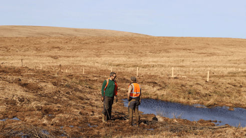 Volunteers from the South West Peatland Partnership restore peatland habitat on Dartmoor through tree planting and natural water management