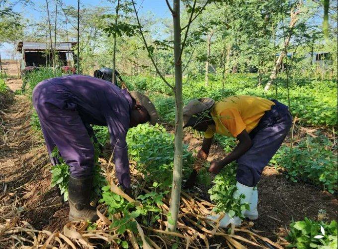 Le projet de biochar climatique communautaire NARA émet et vend ses premiers crédits carbone - Carbon Herald