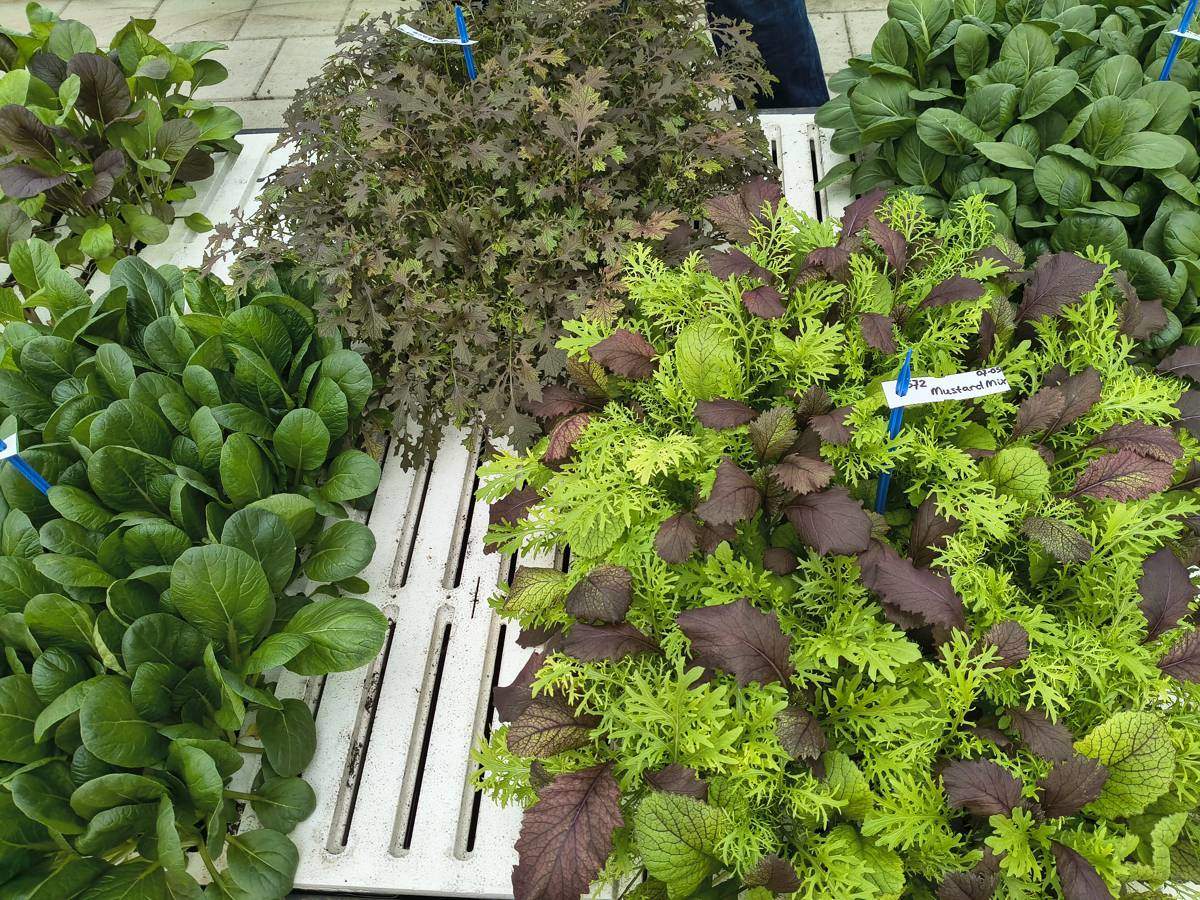 Dry Hydroponics and LocalDutch Aim to Automate Local Food Production
