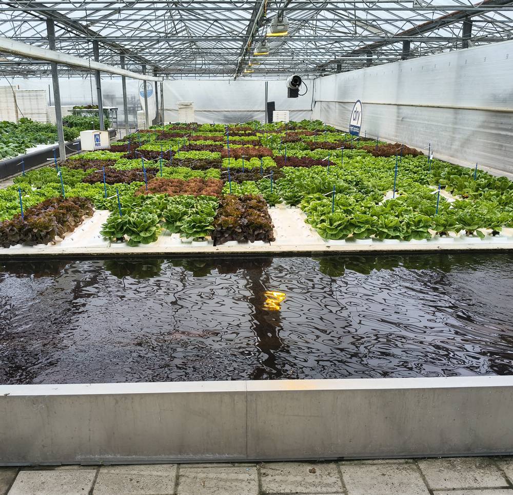 Dry Hydroponics and LocalDutch Aim to Automate Local Food Production