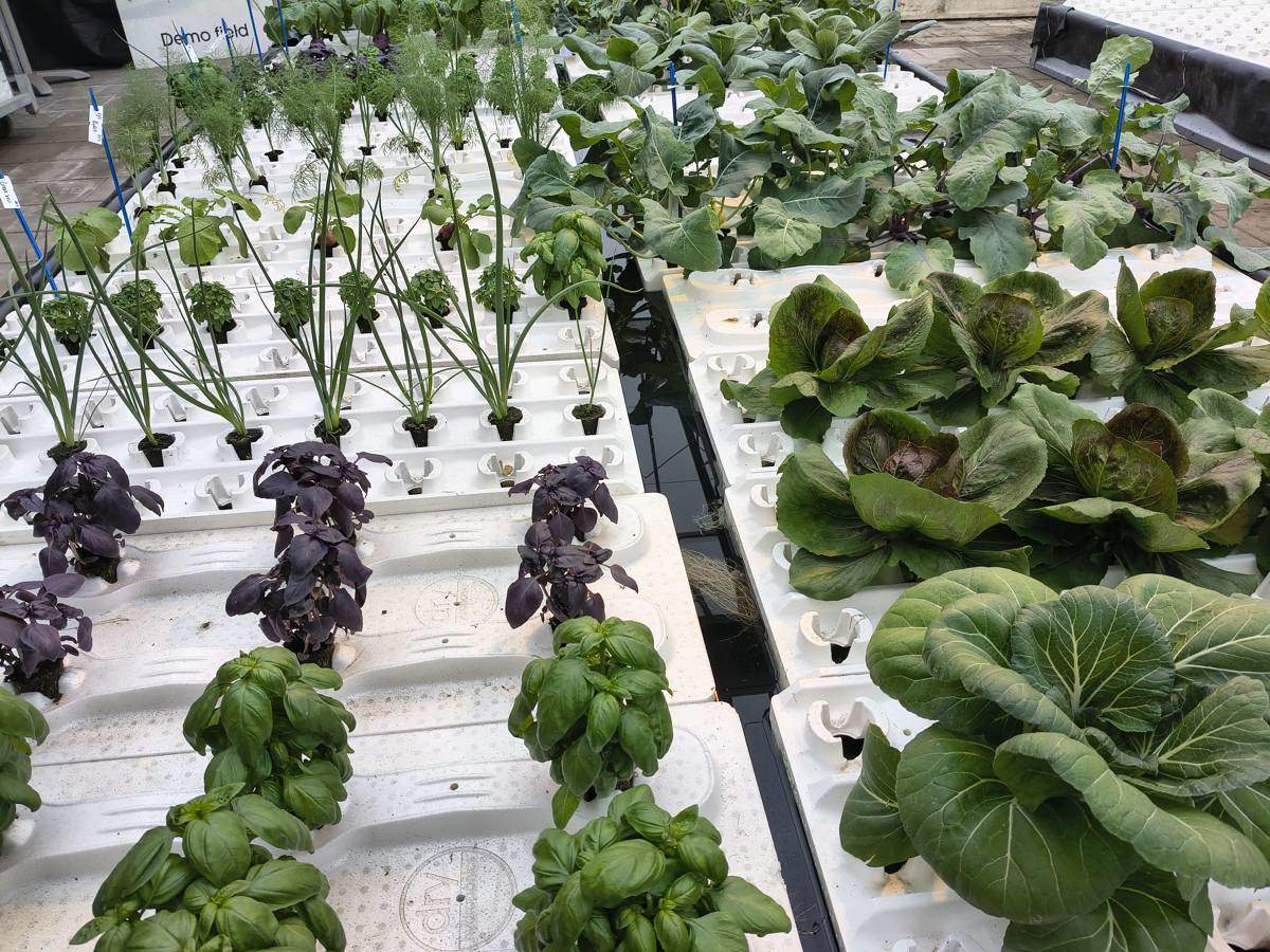 Dry Hydroponics and LocalDutch Aim to Automate Local Food Production