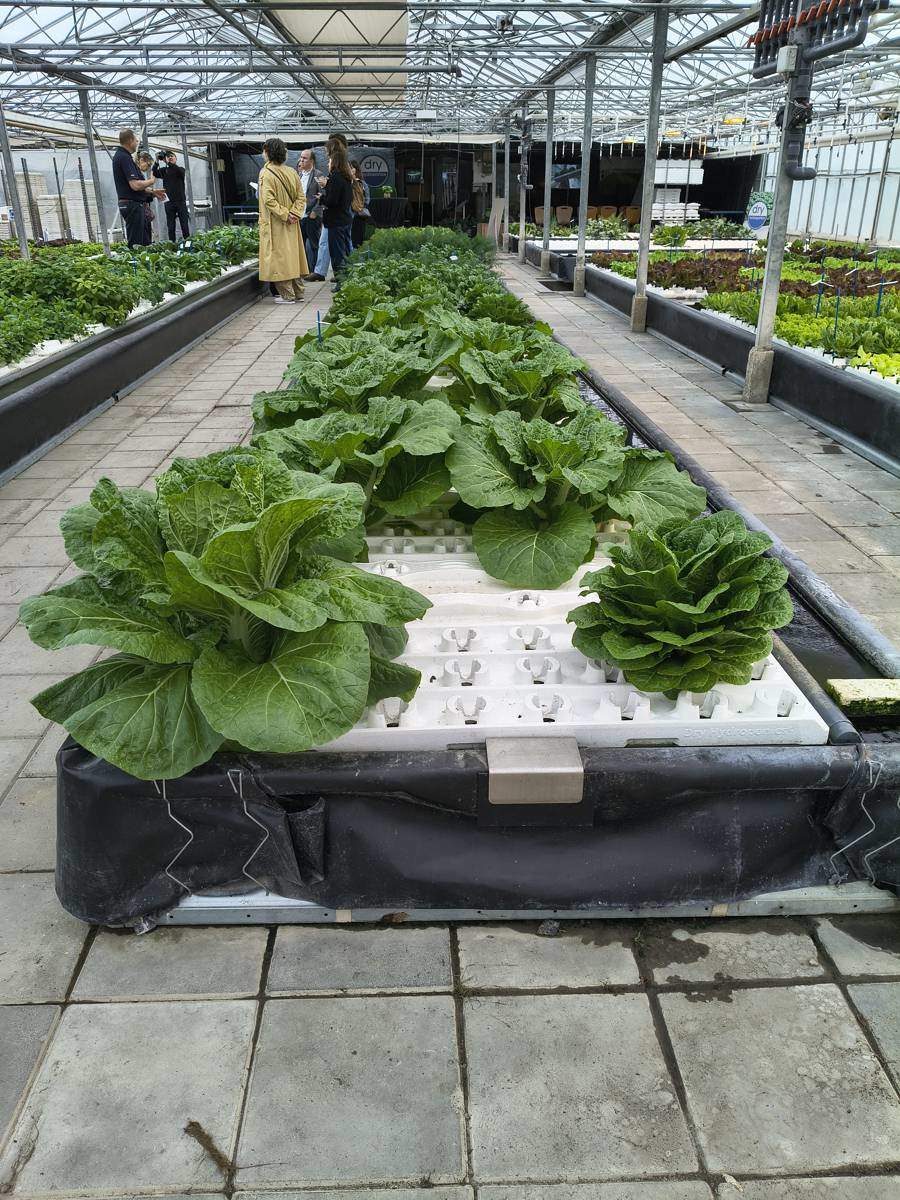 Dry Hydroponics and LocalDutch Aim to Automate Local Food Production