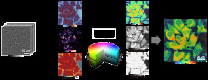 El mapeo del índice espectral iSCAT revela dinámica subcelular sin marcadores en células vivas