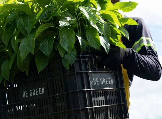 اتفاقية جديدة لإزالة الكربون بين نوفو نورديسك وRe.green لاستصلاح غابات الأمازون - Carbon Herald