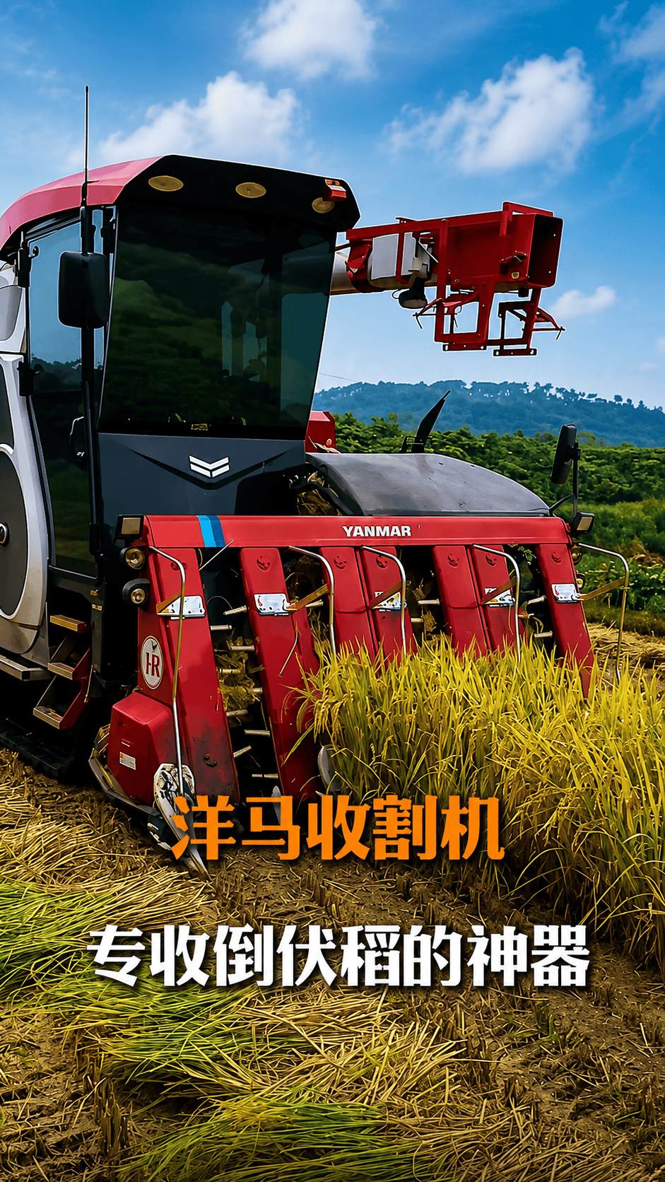 专收倒伏稻的神器—洋马收割机#收割机 #水稻 #三农