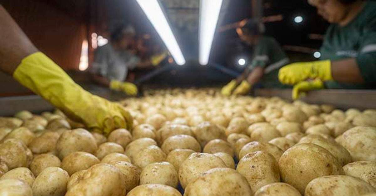 Kartoffelpreise im Versorgungszentrum von Minas Gerais (Ceasa Minas) steigen um 84 %, im deutlichen Gegensatz zu fallenden Obst- und Gemüsepreisen
