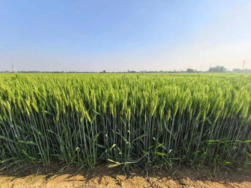 Field growth of Lunxuan 49 during the grain-filling stage